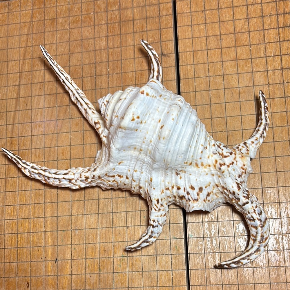 Spider Conch Natural White Brown Shell 10”Lx6.5”Wx2.75”H Beach Bath 11.4oz - Picture 15 of 17